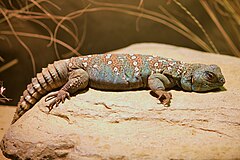 Description de l'image Uromastyx ocellata at the Denver Zoo-2012 03 12 0717.jpg.