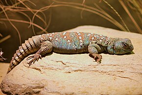 Kép leírása Uromastyx ocellata a denveri állatkertben - 2012 03 12 0717.jpg.