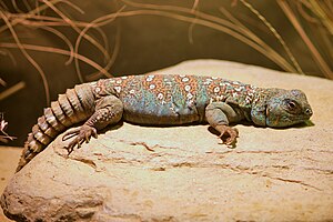 Uromastyx ocellata at the Denver Zoo-2012 03 12 0717.jpg