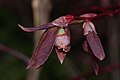 Vaccinium ovalifolium