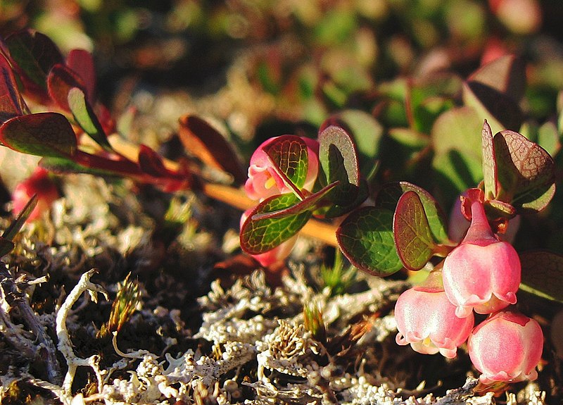 File:Vaccinium uliginosum plant 1 upernavik trimmed 2007-07-07.jpg