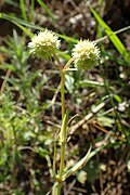 Roszpunka koroniasta V. coronata