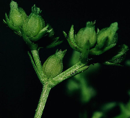 Valerianella rimosa