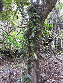 Vanilla andamanica-1-JNTBGRI-kerala-India.jpg