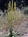 Plant Valle de Alcudia, Spain