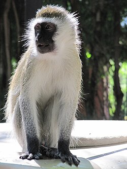 Ngedere mashariki (Chlorocebus pygerythrus)