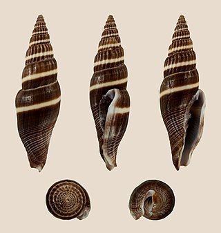 <i>Vexillum formosense</i> Species of gastropod