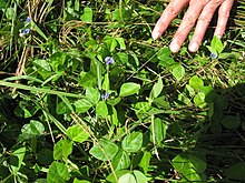 Vigna parkeri habit1 (10736800053).jpg