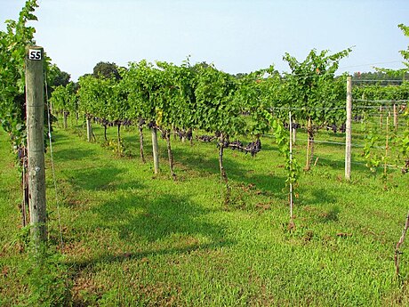 File:VinesinBloxom.jpg