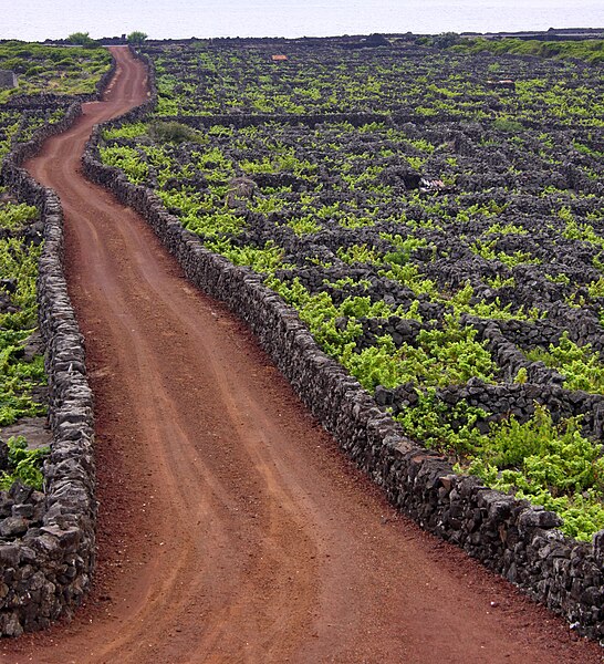 File:Vineyards in the Azores with rock walls to protect vines.jpg