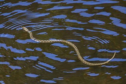 Cobra-de-água-viperina (Natrix maura) nadando em Estremadura, Espanha. É uma cobra-d'água natricina comedora de peixes semiaquática. Apesar de seu nome comum, não é membro da subfamília Viperinae. Recebeu esse nome devido à exibição de um padrão de cor dorsal que se assemelha superficialmente ao das espécies de víboras simpátricas. Em comparação com outras espécies de Natrix, sua cabeça também é um pouco mais larga e mais distinta do pescoço. Como a maioria dos membros da família Natricinae, possui uma glândula de veneno em cada lado da mandíbula superior (glândula de Duvernoy) que produz um veneno suave que pode desempenhar um papel na deglutição ou digestão. A glândula não está associada a um dente especializado aumentado e ao veneno para ser aplicado por mastigação. A espécie geralmente não morde como meio de defesa, e o efeito de uma mordida seria inofensivo para os humanos. (definição 3 534 × 2 356)