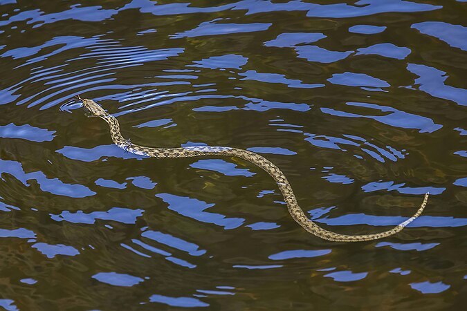 图为游泳中的欧洲水蛇（Natrix maura），摄于西班牙的埃斯特雷马杜拉。