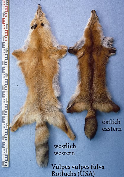 File:Vulpe vulpes fulva (USA) fur skin.jpg