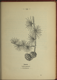 Plate 155 Larix europaea