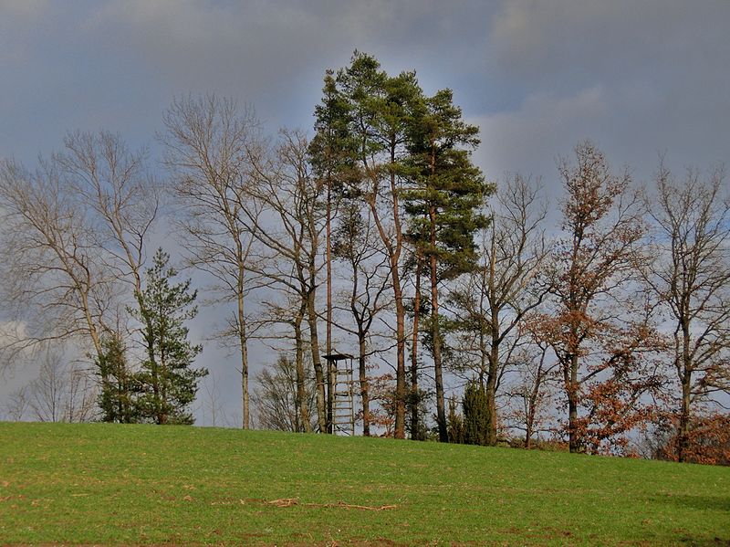 File:Wacholder bei Hörhof - panoramio.jpg