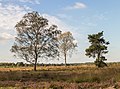 Berken en vliegden op heideveld.