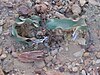 Welwitschia Versteinertes Holz Damaraland.jpg