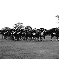 Werner Haberkorn - Prática de equitação 5.jpg