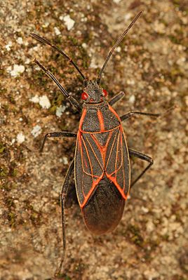 Boisea rubrolineata