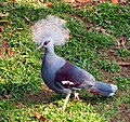 Western Crowned Pigeon (Goura cristata) in TMII Birdpark.jpg