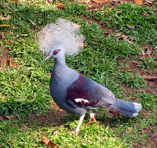 Western Crowned Pigeon (Goura cristata) in TMII Birdpark