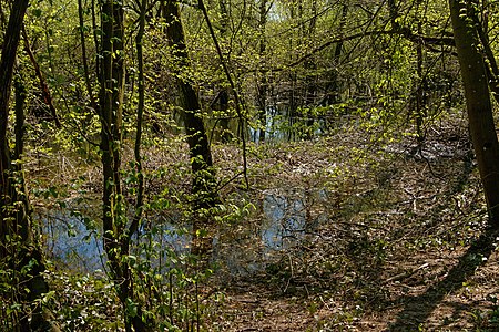 Wetland Weiherwald Karlsruhe