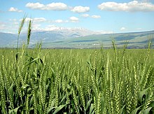 New varieties of wheat and other grains were instrumental to the green revolution. Wheat-haHula-ISRAEL2.JPG