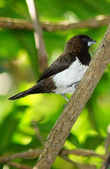 White-rumped munia 01762g.jpg