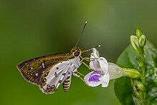 White-winged forest sylph (Ceratrichia nothus nothus) underside Nyamebe Bepo.jpg