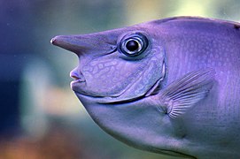 Whitemargin unicornfish (Naso annulatus).