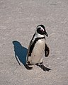 * Nomination African peguin at Boulders Beach, Cape Town --MB-one 07:56, 21 April 2019 (UTC) * Promotion Can you crop it from overall to get rid of the vignetting? --Poco a poco 08:08, 21 April 2019 (UTC)  Done cropped --MB-one 10:09, 21 April 2019 (UTC)  Support Good quality. --Poco a poco 10:07, 22 April 2019 (UTC)