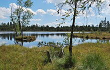 Der Wildsee im Hochmoor bei Kaltenbronn