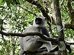 Tufted gray langur