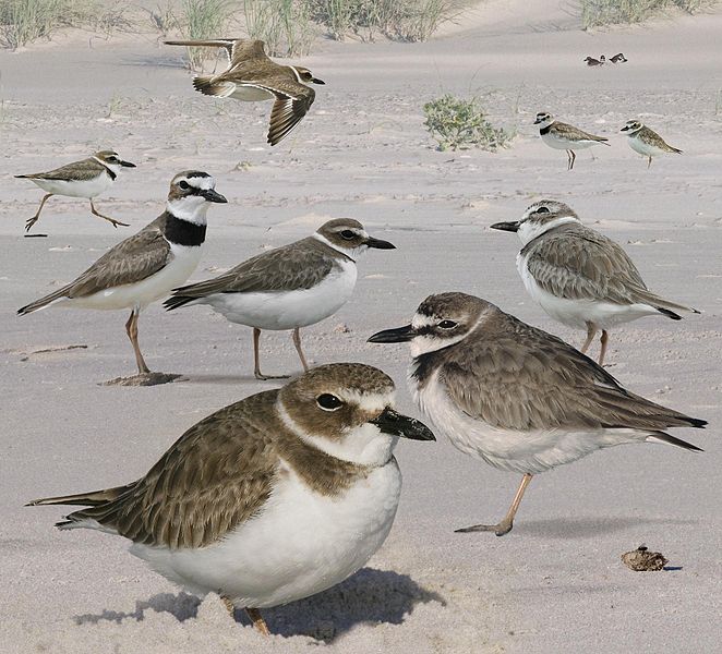 File:Wilson plover From The Crossley ID Guide Eastern Birds.jpg