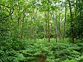 Woodland in Hayes Common, located between Hayes and Keston.