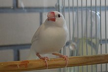 A white Buncho in Yatomi, Japan Yatomi Japanese Rice Bird ac.jpg