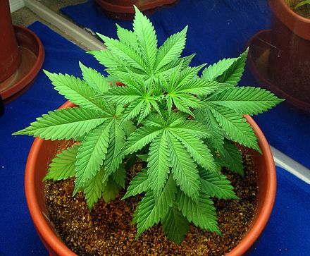 This cannabis plant is being grown in a coco coir medium. It is only making stems and leaves at this point because it is in the vegetative stage