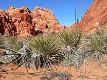 Yucca utahensis 1.jpg