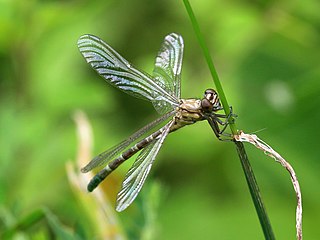 <i>Hemigomphus comitatus</i> species of insect