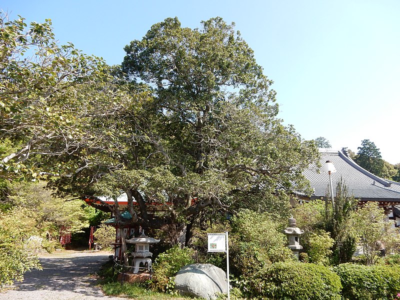 File:Zenjuji, in Toyokawa, Aichi (2018-04-21) 14.jpg