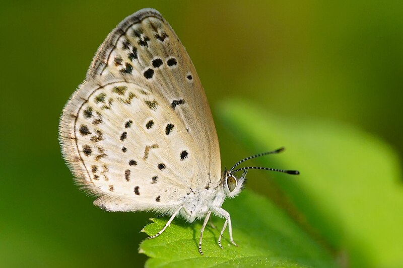 File:Zizeeria maha okinawana ventral view 20141004.jpg