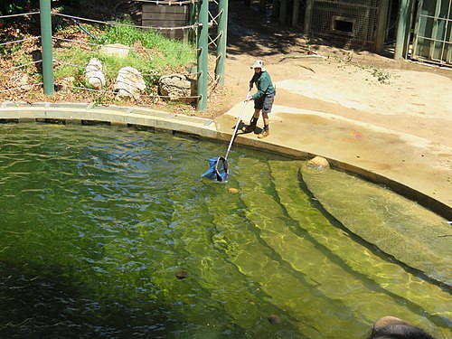 Zookeeper retrieving elephant feces out of the water at Perth Zoo using a scooper with a long handle