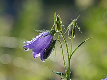 Zwerg-Glockenblume (Campanula cochleariifolia) 08.JPG