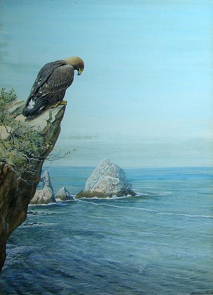 File:'Golden Eagle on Catalina Island' by Louis Agassiz Fuertes.jpg