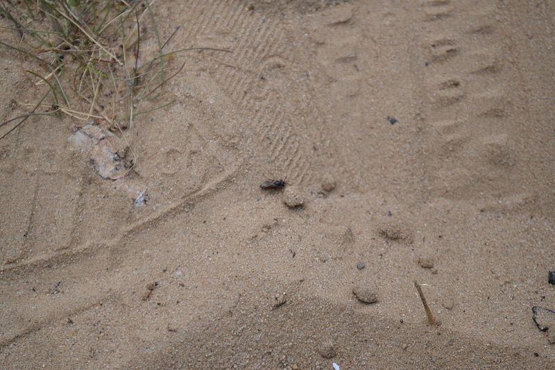 File:'Weisser Strand' am Flakensee in Woltersdorf Juni 2014 - 27.JPG