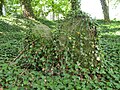 English: Gravestones overgrown with ivy in the Jewish cemetery in the village of Tučapy, Tábor District, Czech Republic. Čeština: Náhrobky porostlé břečťanem na židovském hřbitově v Tučapech, okres Tábor.