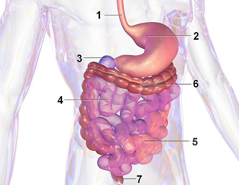 Tube digestif : définition, schéma