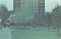 Хабаровск май 1983, цветет абрикос на Амурском бульваре.jpg