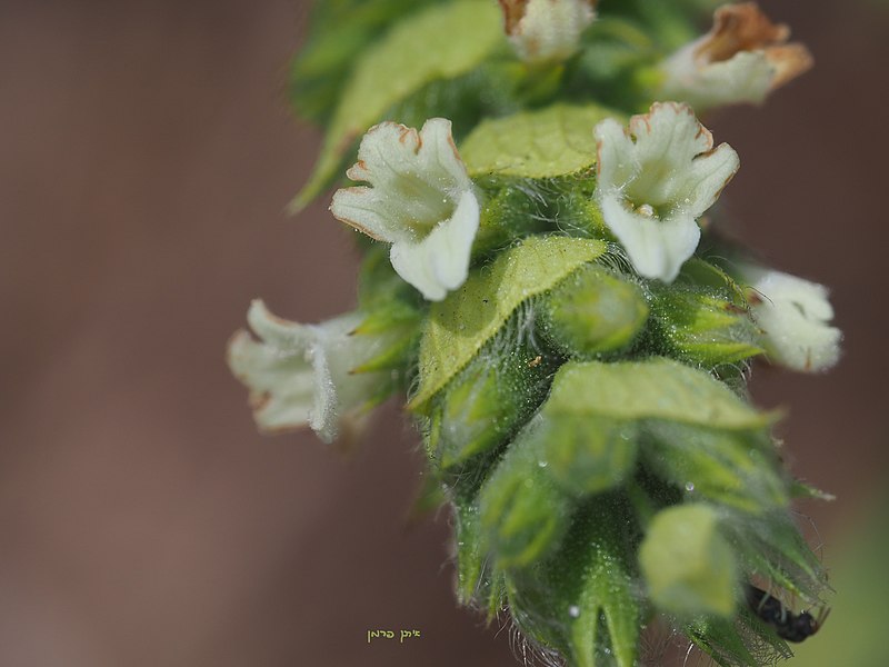 File:ברזילון ריסני Sideritis perfoliata.JPG