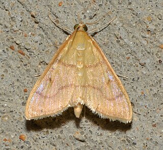 <i>Neohelvibotys neohelvialis</i> Species of moth